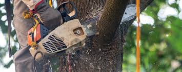 Reliable Hideaway, TX Tree Services Solutions