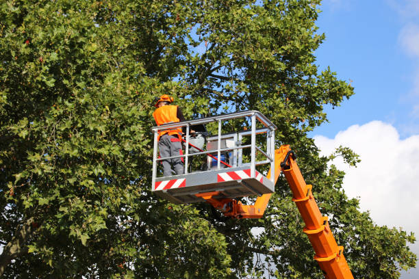 Best Tree Preservation Services  in Hideaway, TX