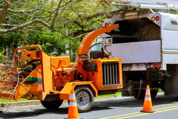 How Our Tree Care Process Works  in  Hideaway, TX