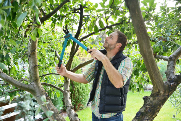 Organic Lawn Care Solutions in Hideaway, TX
